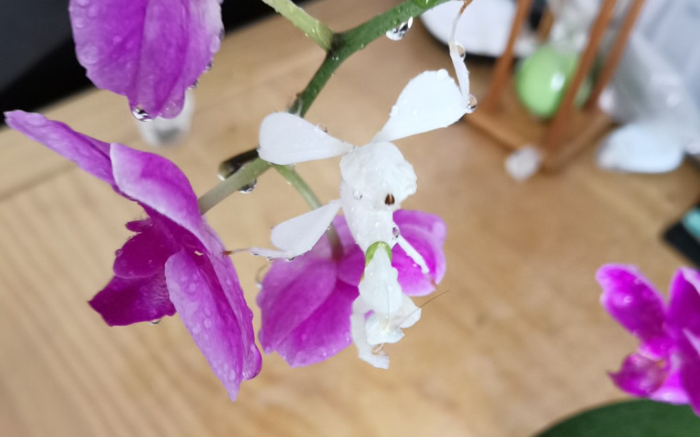 夺命花朵一一冕花螳