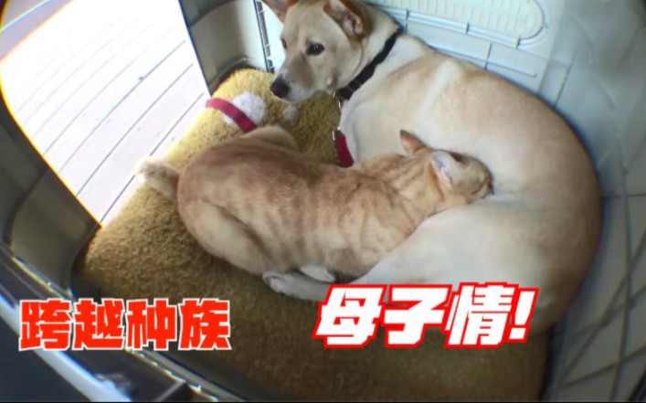 母狗被橘猫认“干妈”,每天母乳喂食,男主直接喷辣椒水哔哩哔哩bilibili