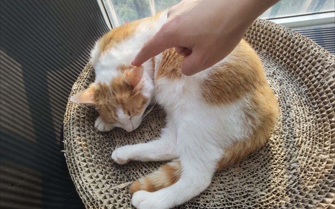 活动  如何给一只猫挠痒痒