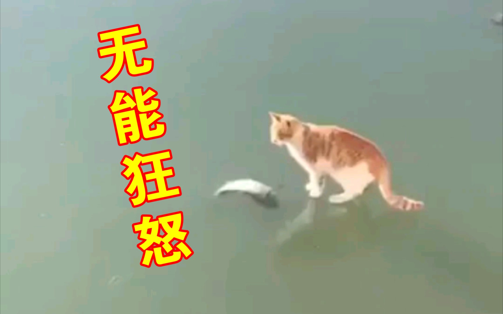 无能狂怒 文字图片