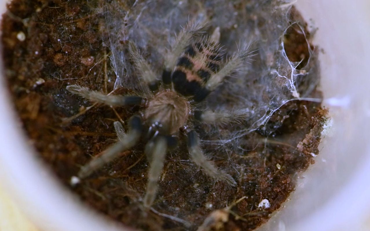 刚蜕完皮的哥斯达黎加老虎尾