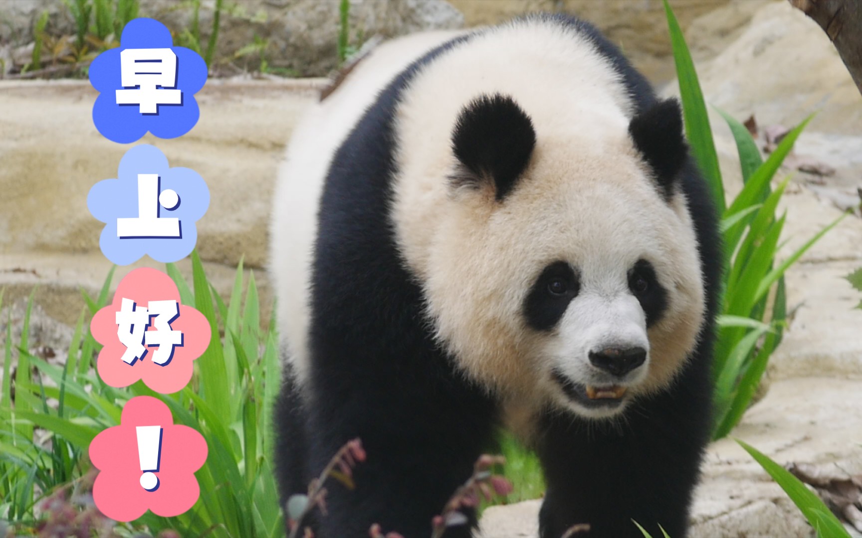 活动  【大熊猫园润】润润上班第一件事:干饭!