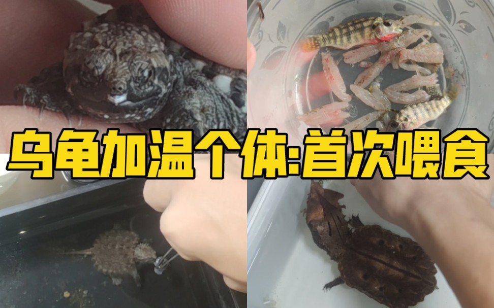 [图]乌龟加温个体:首次喂食