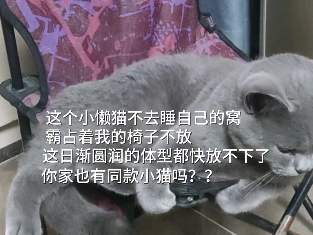 你家也有同款小懒猫吗哔哩哔哩bilibili