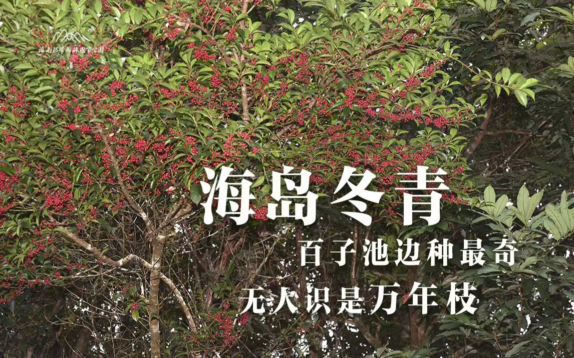 植物篇:海岛冬青 | 海南热带雨林国家公园科普视频系列哔哩哔哩bilibili