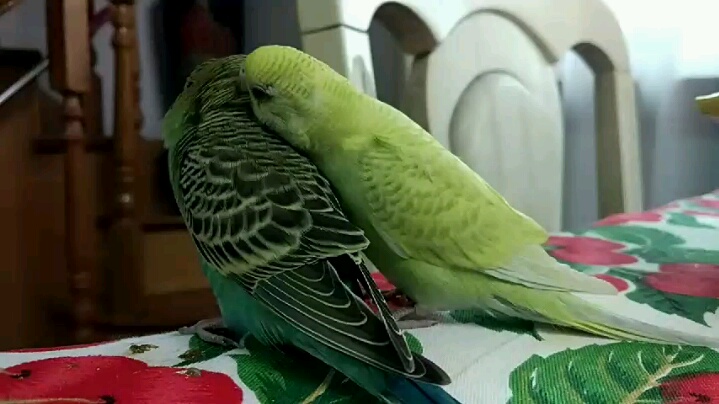 原始绿的哥哥和黄绿灰翅的弟弟[点赞]_哔哩哔哩 (゜-゜)つロ 干杯