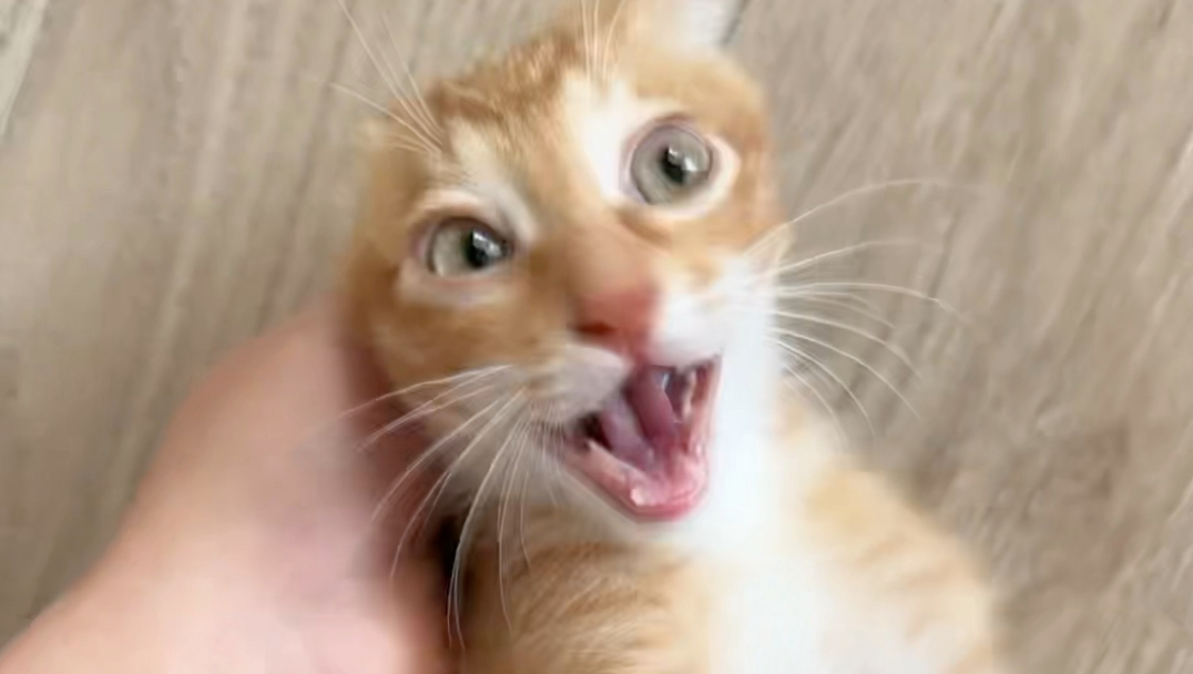 撸猫教学
