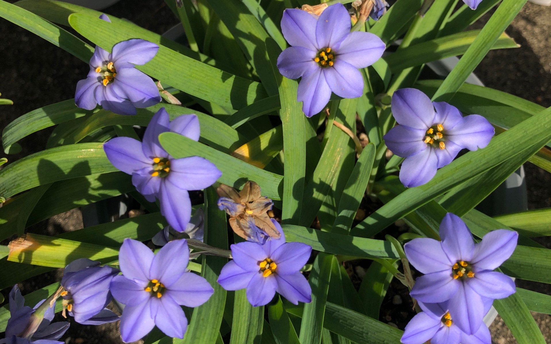 蓝花韭杰西 有点乖哦