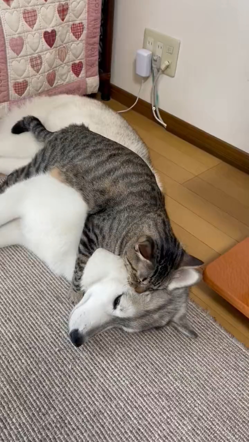 猫咪为什么喜欢这样对二哈