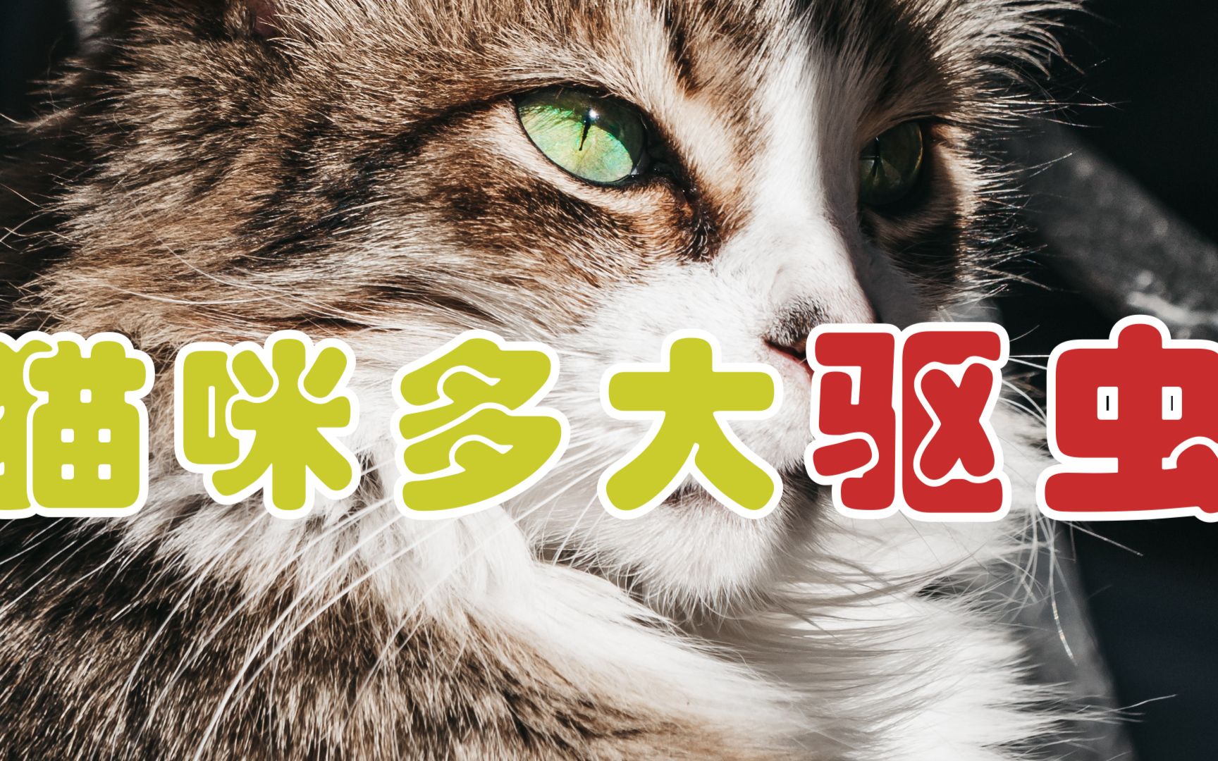 猫咪多大驱虫哔哩哔哩bilibili