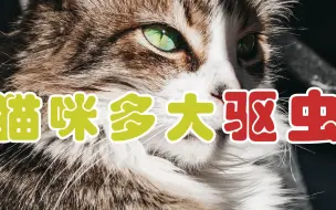 Tải video: 猫咪多大驱虫