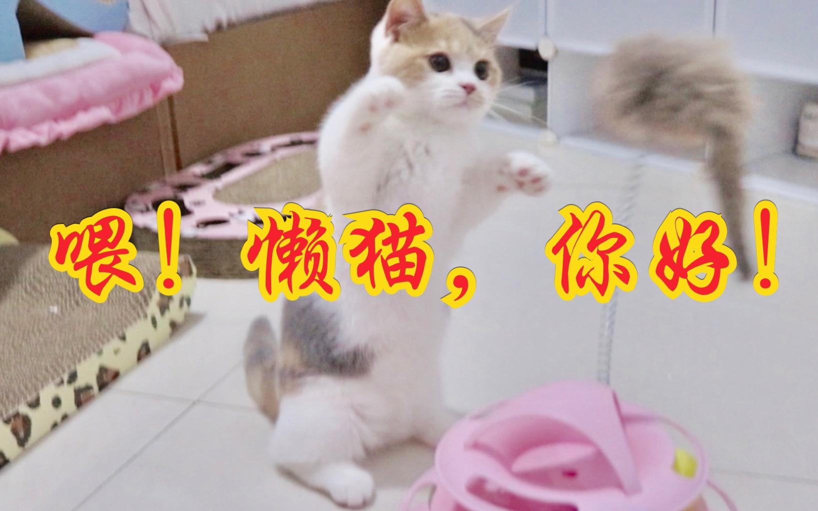 猫咪太懒,为了长身体,今天必须运动!哔哩哔哩bilibili