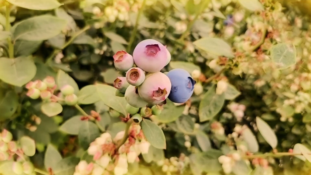 佳沃蓝莓基地,自由畅吃