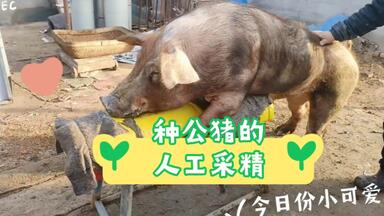 种公猪的精液采集！_哔哩哔哩_bilibili