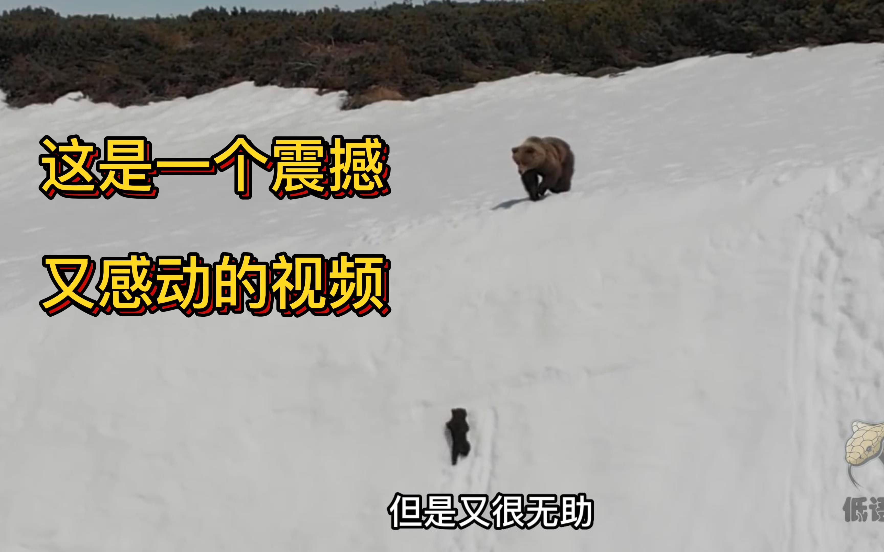 [图]既震撼又感动,  小熊最终能成功爬上这座雪山吗