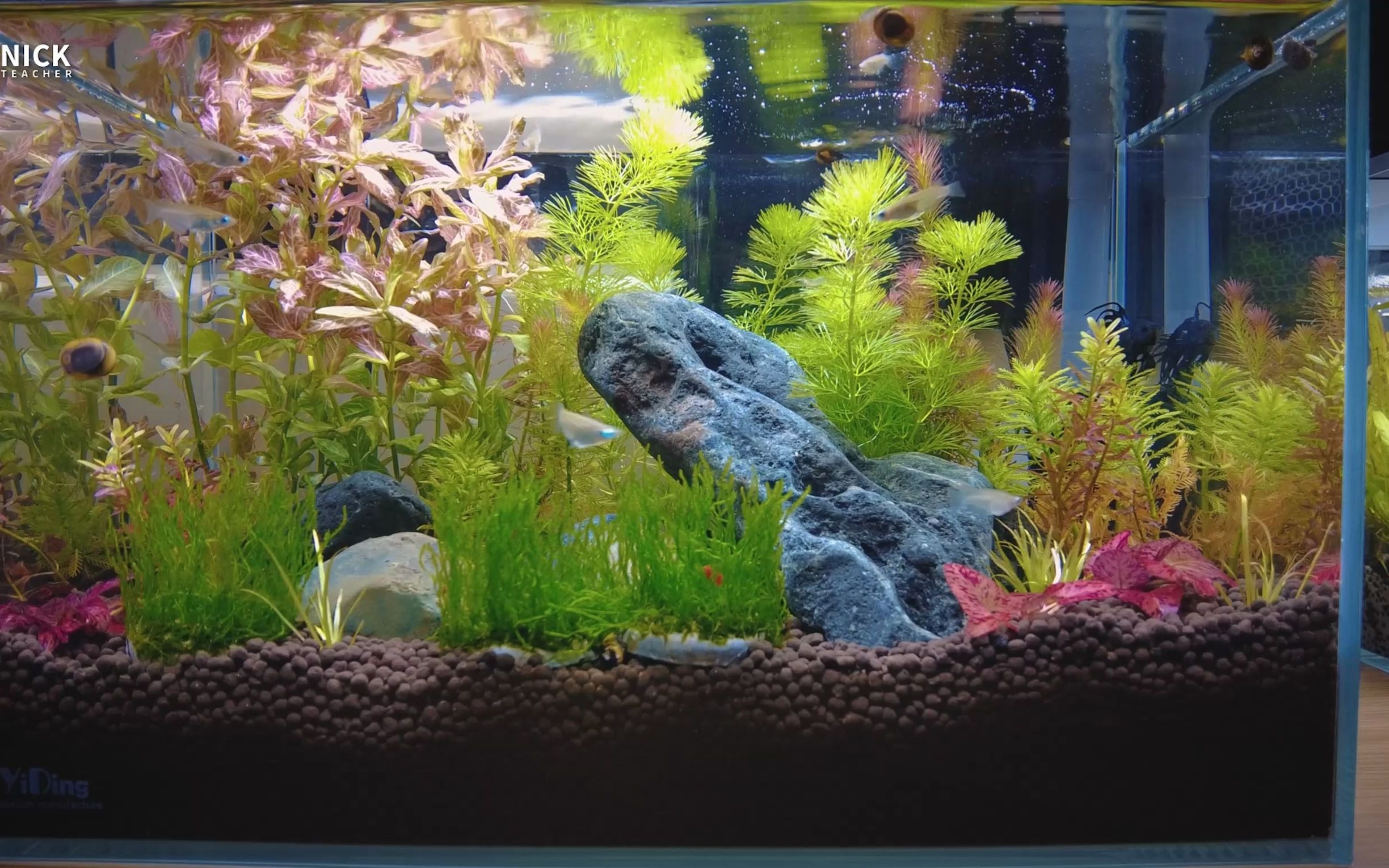 我的鱼缸|dji pocket 2拍摄1个小时|aquarium fish tank 1 hours|nick