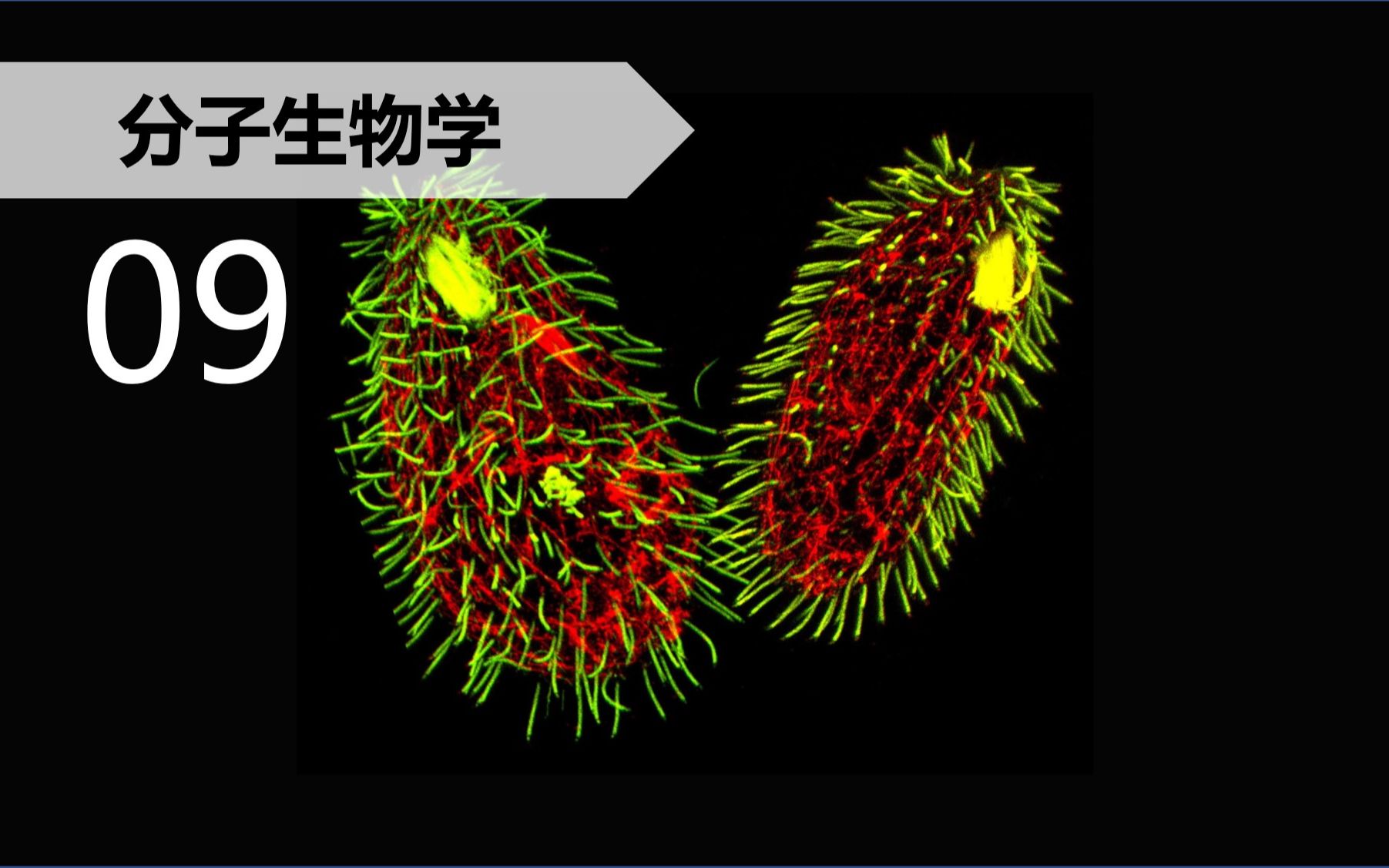 【分子】9.6 端粒酶的功能哔哩哔哩bilibili