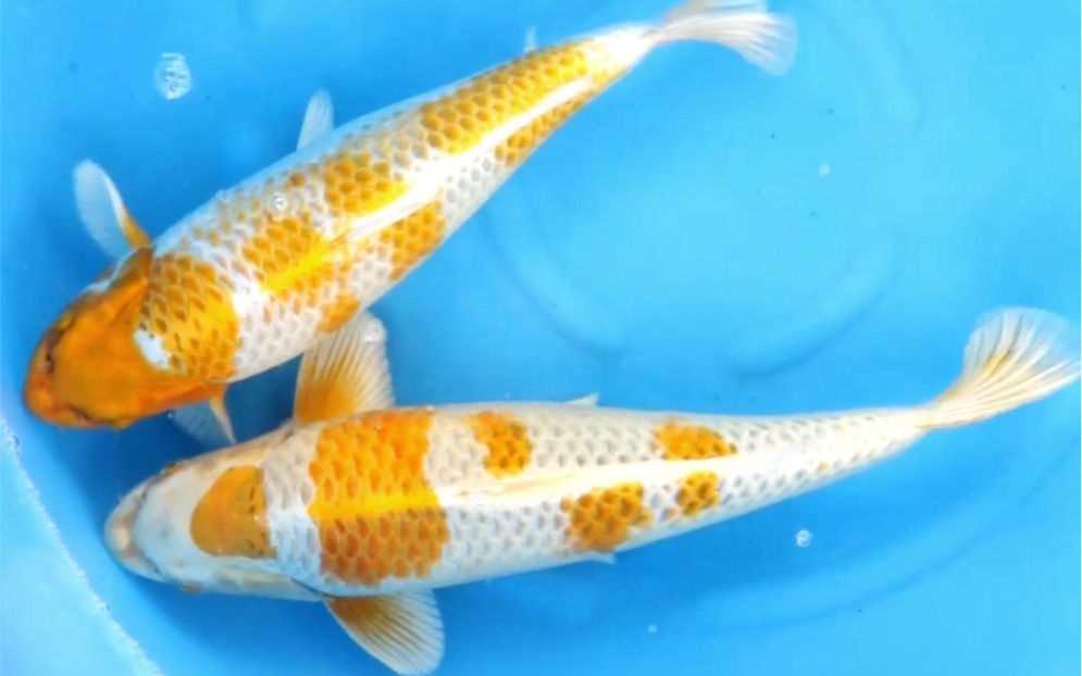 五十嵐麒麟锦鲤,两岁滴黄孔雀锦鲤观赏鱼.