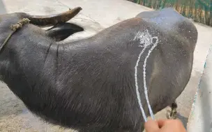 Скачать видео: 中午太热了，给牛牛冲澡