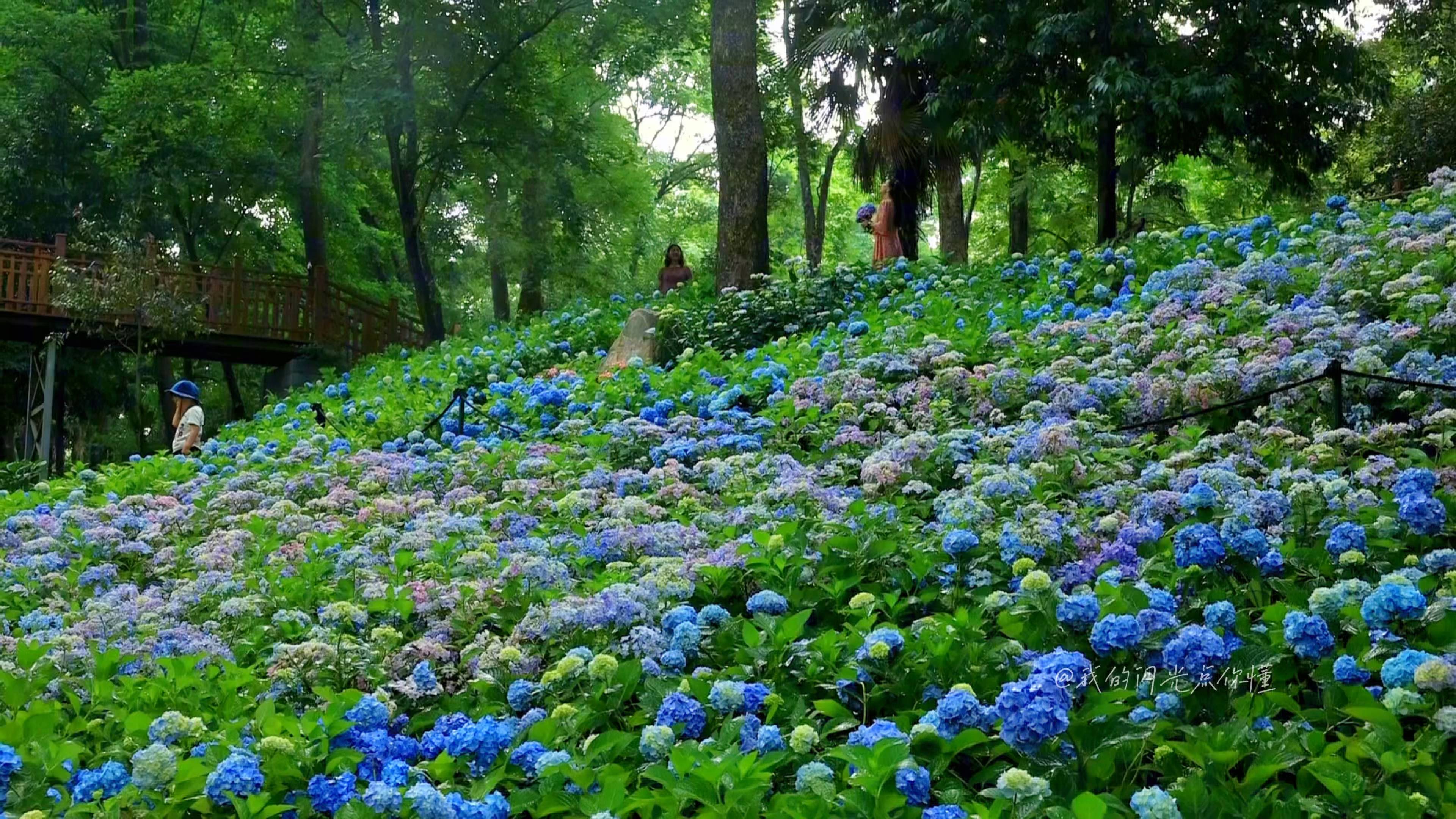 南京中山植物园北园，无尽夏绣球花海，现在开得正好，一开门就进，跑步进去快速拍几张，9点后人越来越多，建议避开周末去，周一闭园
