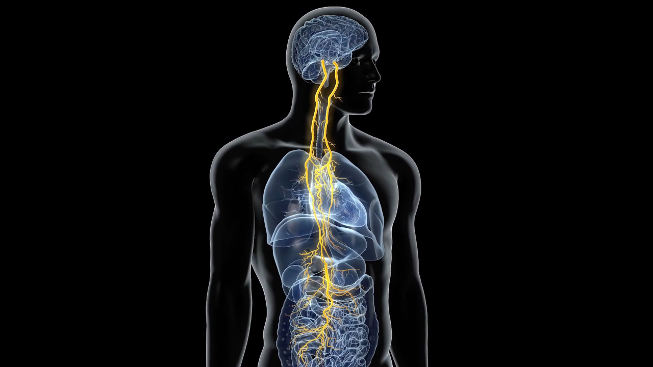人体的隐藏感觉源自迷走神经,或能帮助治疗癫痫和抑郁症!