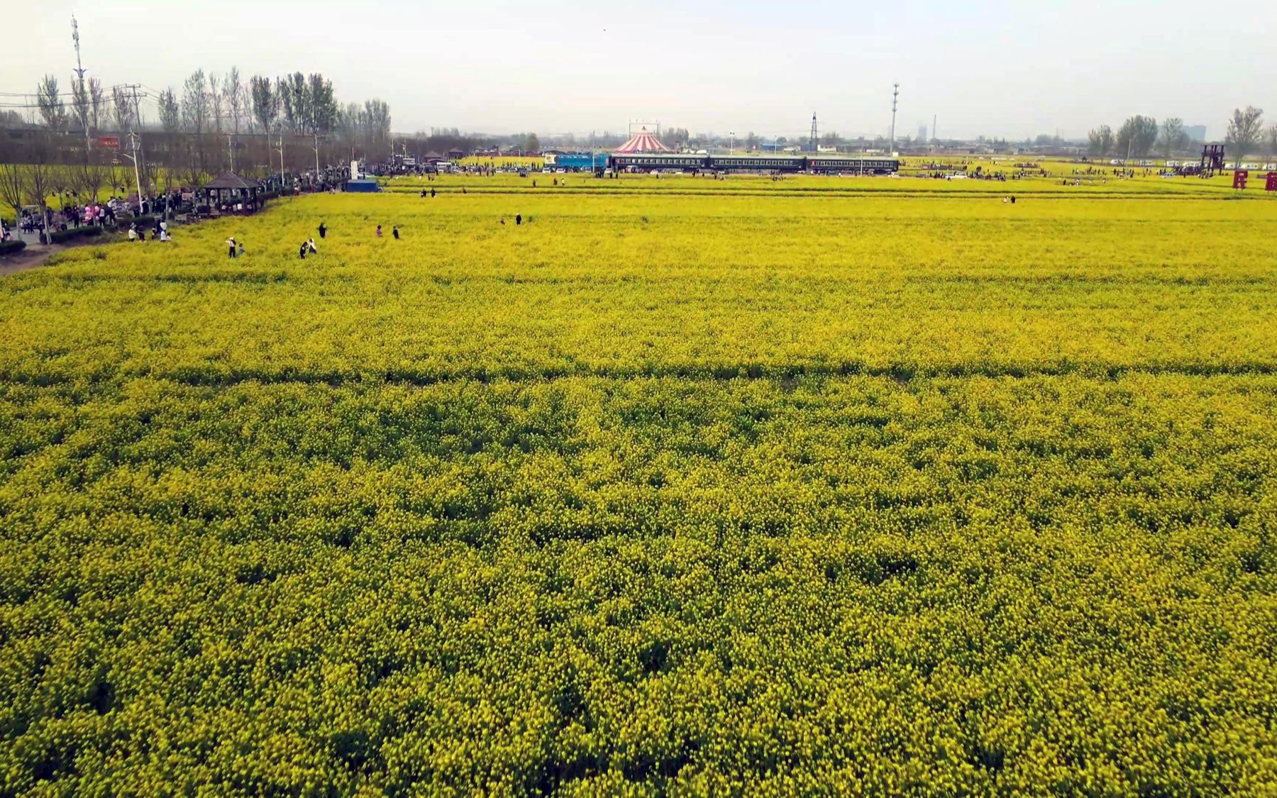 河北安平万亩油菜花图片