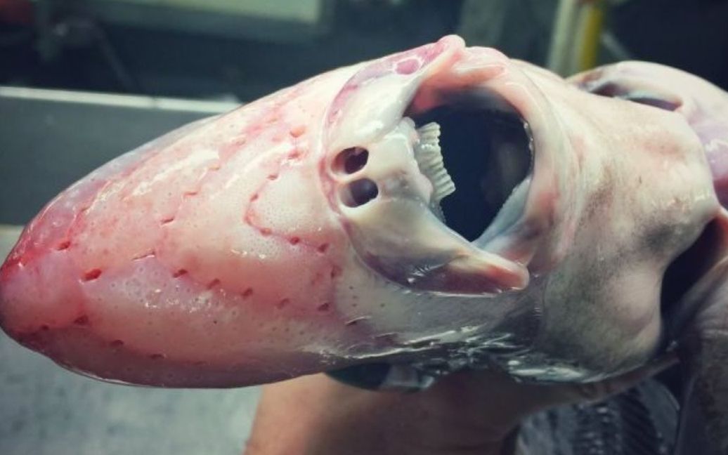 世界唯一一种蓝血海洋生物,它的价值可以拯救无数生命?