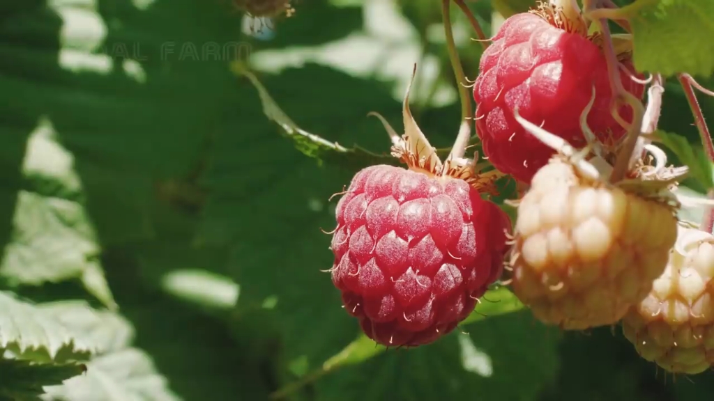 红树莓的收割与加工 red raspberry harvesting and processing