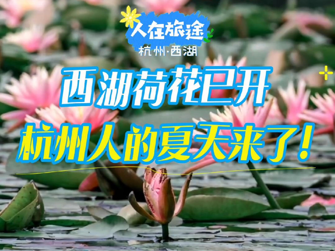 西湖荷花哔哩哔哩bilibili