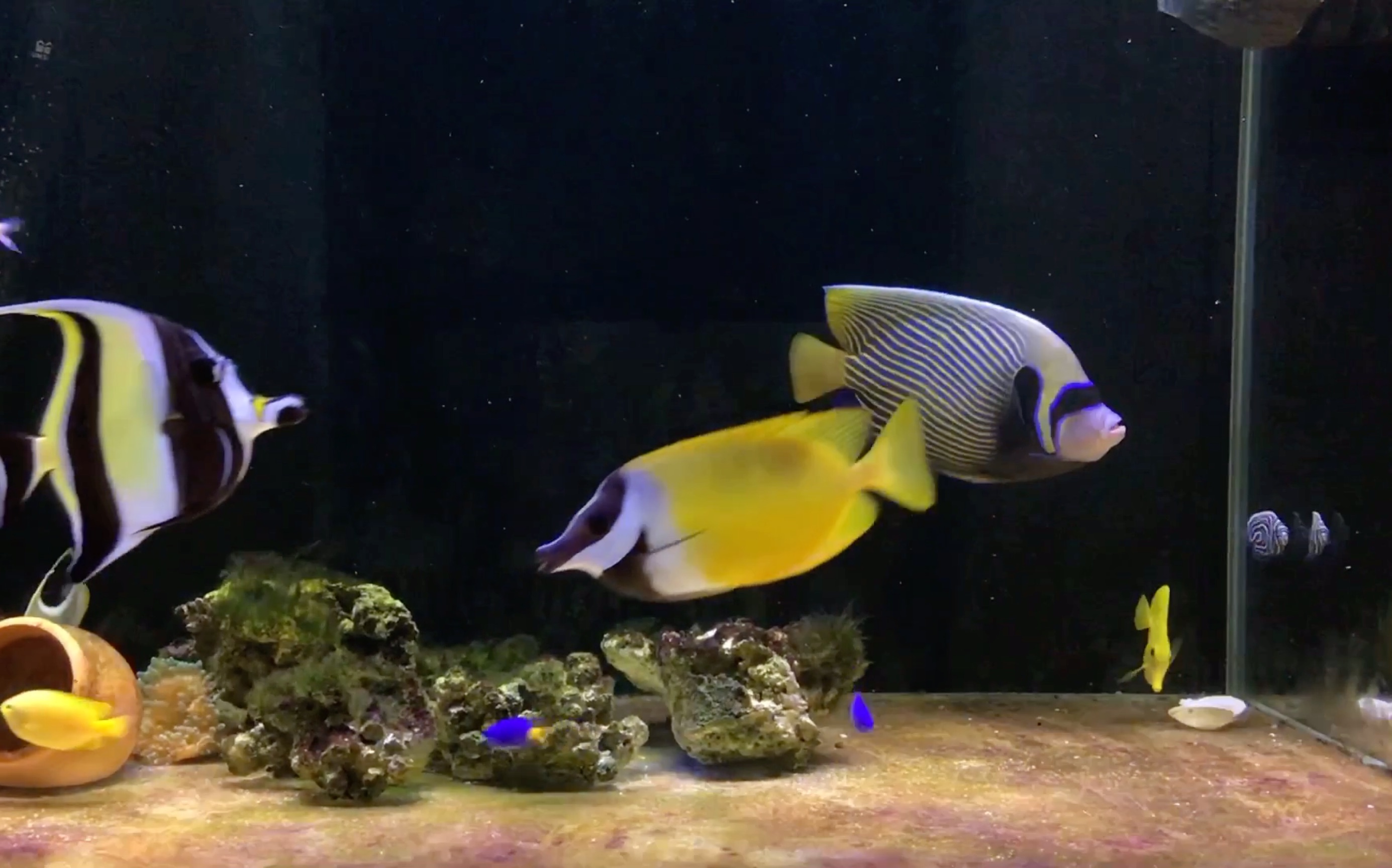 海水皇后神仙鱼