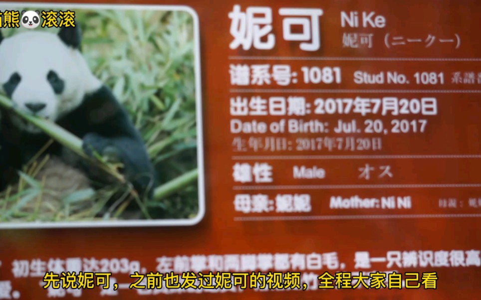 这视频不看熊猫,烦请大家关注下两只没名气的熊猫,它们也是国宝哔哩哔哩bilibili