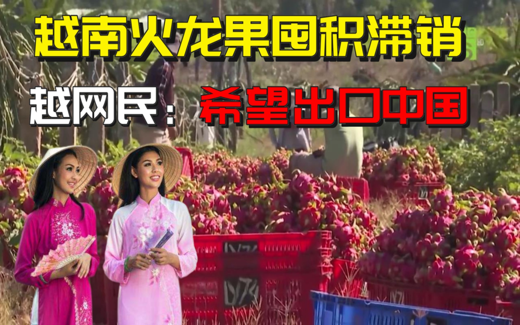 疫情失控越南火龙果大量囤积滞销越南网民出口到中国