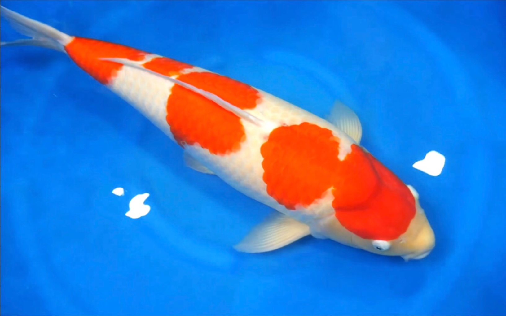 桃太郎四段红色锦鲤雌三岁六十公分观赏鱼.