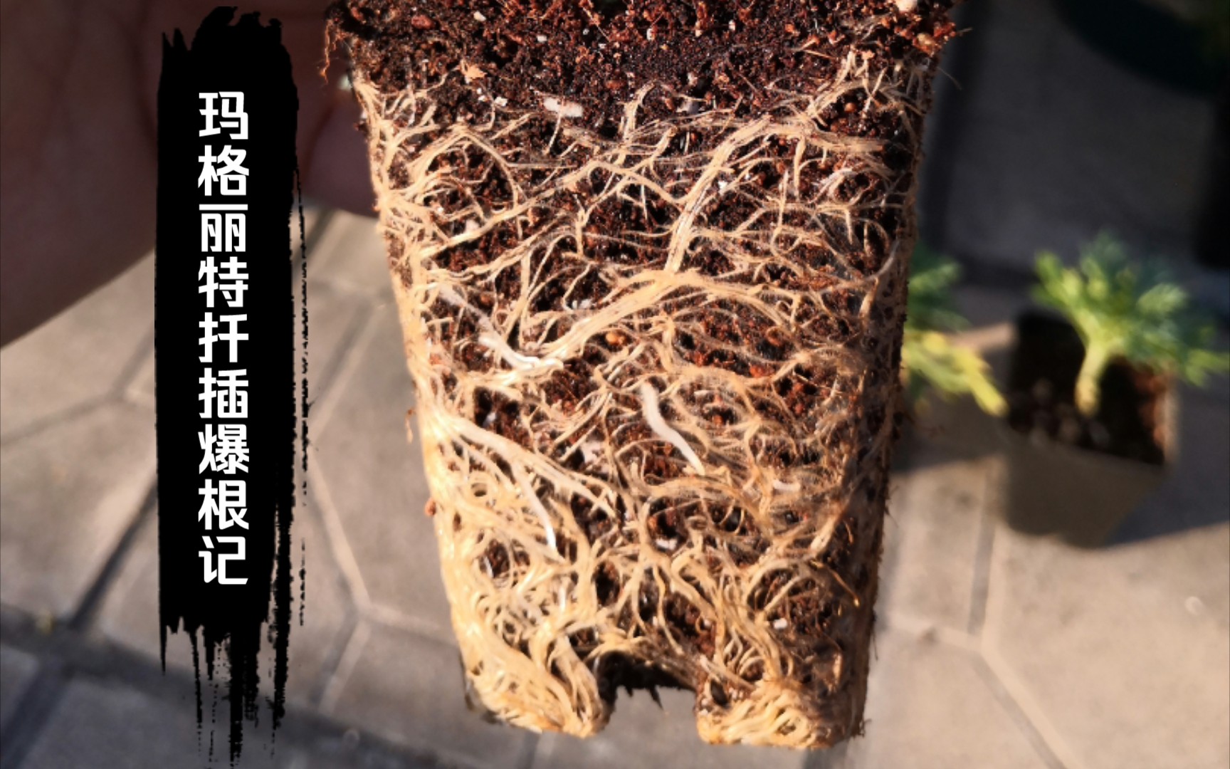 玛格丽特花扦插苗爆根小记