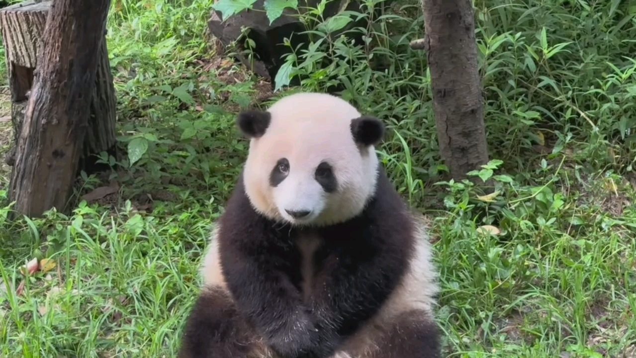 [图]【成都熊猫基地攻略】看花花最快的一条路线……冲冲冲，真拼了老命呢这个