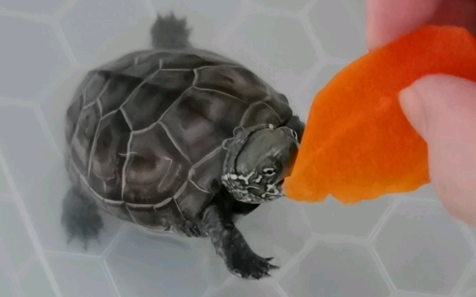 小龟你可以吃胡萝北!