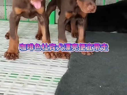 咖啡杜宾犬