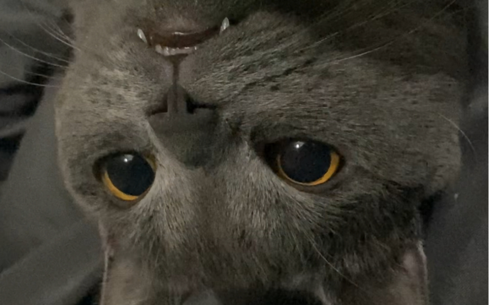 迷惑猫咪的迷惑休息姿势 大眼睛眨巴眨巴太猛了吧