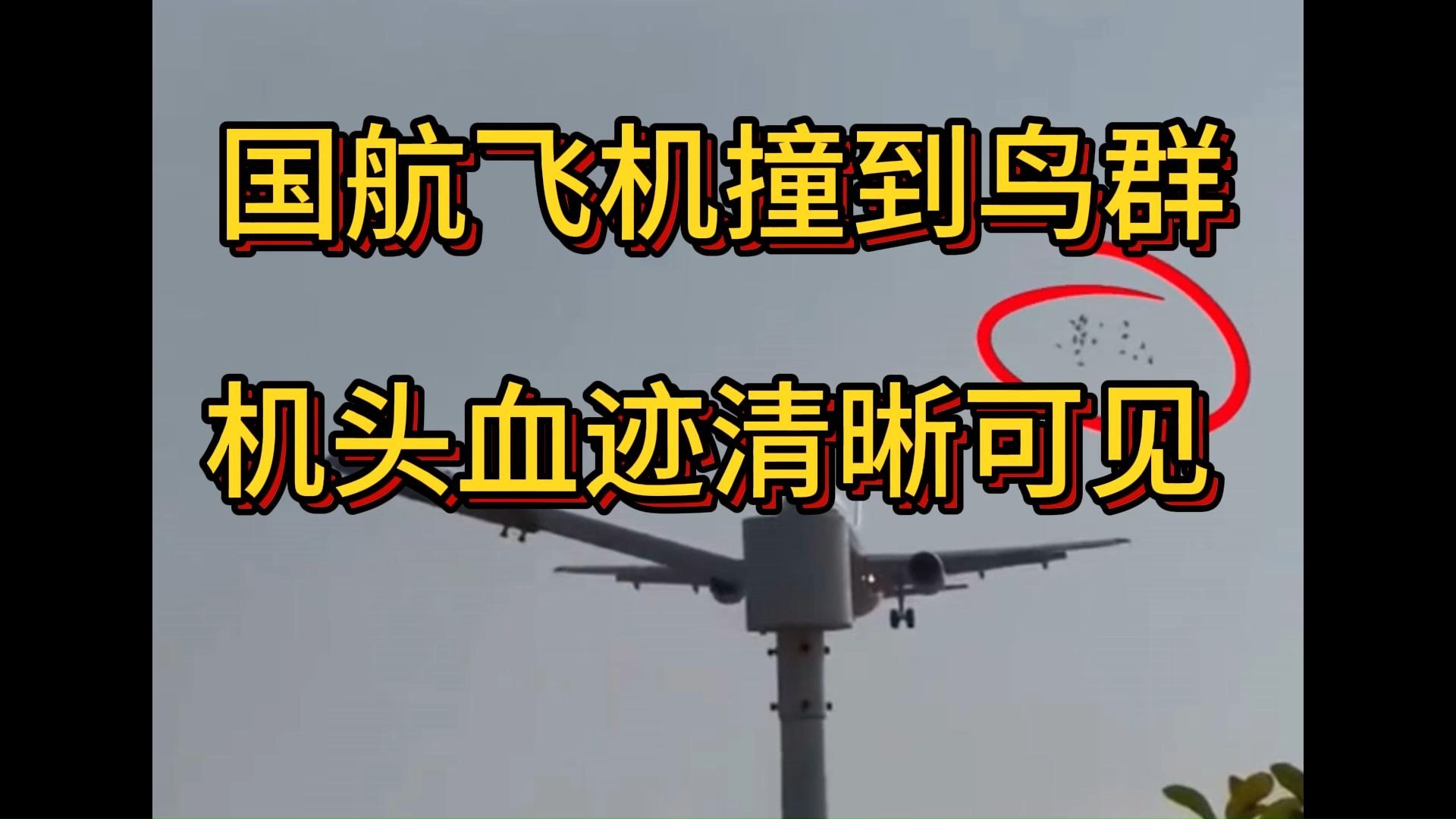 为什么飞机撞鸟会坠机