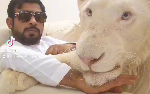 中东土豪的宠物猫猫