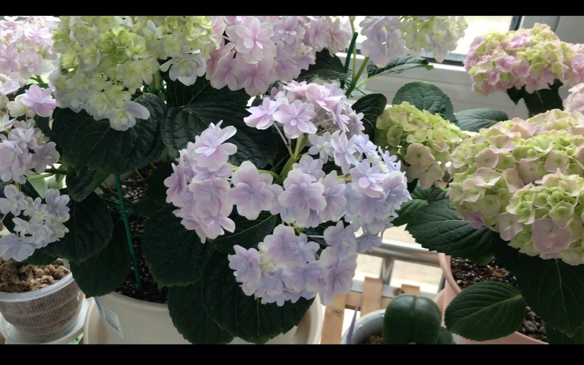 绣球种植记录:粉色落跑新娘 蒙娜丽莎 万华镜 沙织小姐 230413