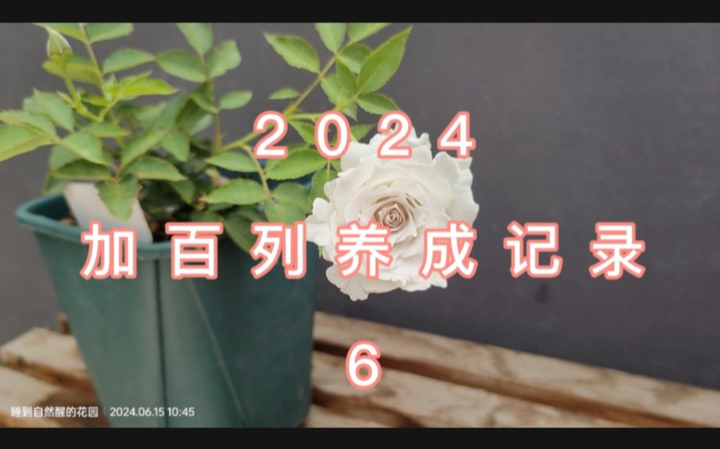 20240615养爆加百列之6哔哩哔哩bilibili