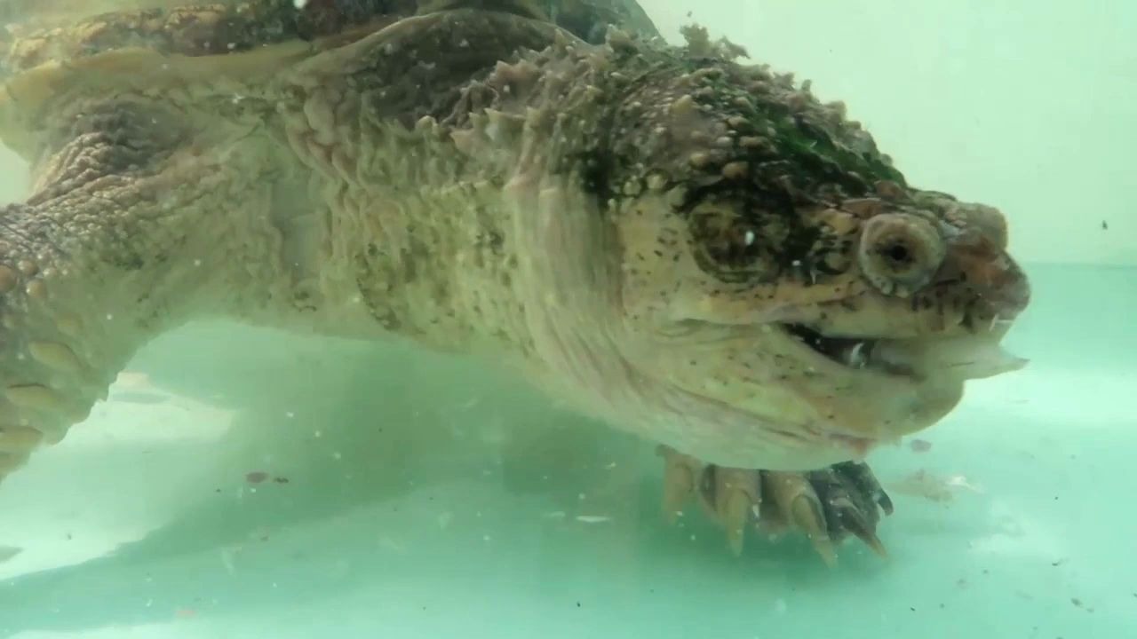 两只鳄龟吃鱼鳄龟的终极奥义