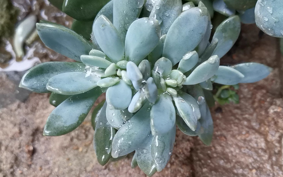 冬美人的小世界里,发现一颗缀化