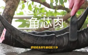 Download Video: 十多年老水牛角到底能取多少肉，角芯肉吃着嘎嘣儿脆