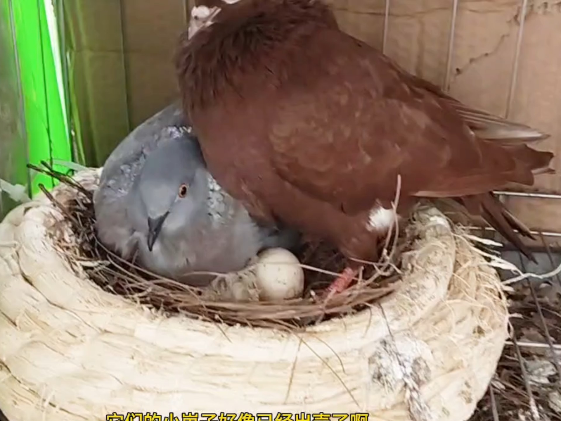 鸽子跟斑鸠杂交繁殖实验,鸽鸠繁殖实验,鸽鸠二代出壳了
