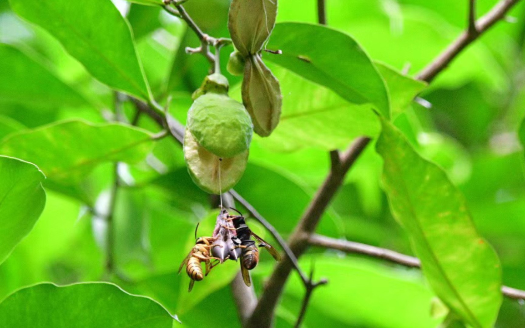 黑盾和黄脚胡峰为美食大打出手
