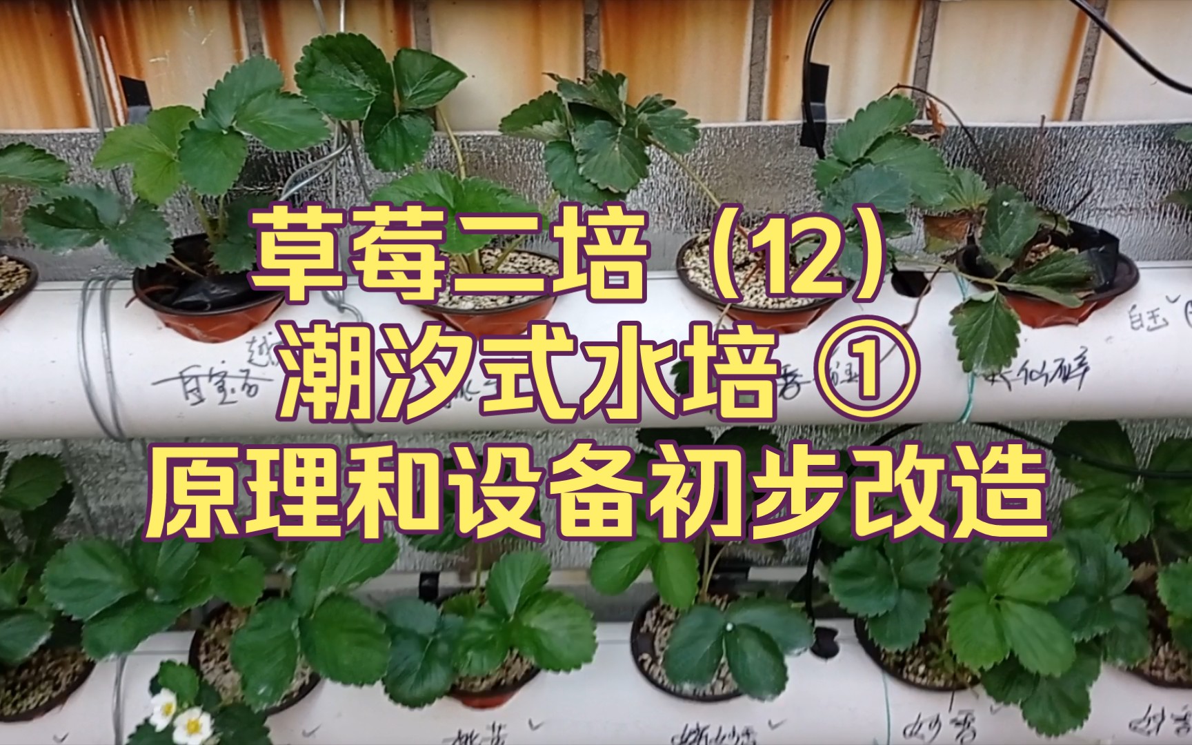 草莓二培(12) 潮汐式水培 ① 原理和設備初步改造_嗶哩嗶哩_bilibili