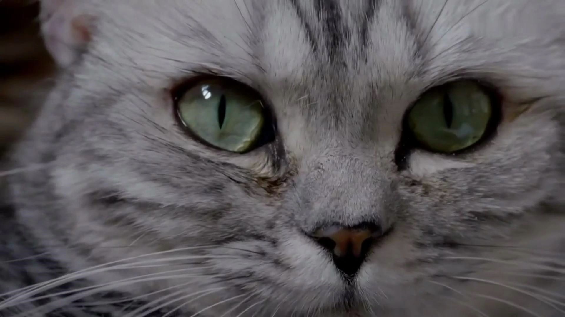可爱猫咪!