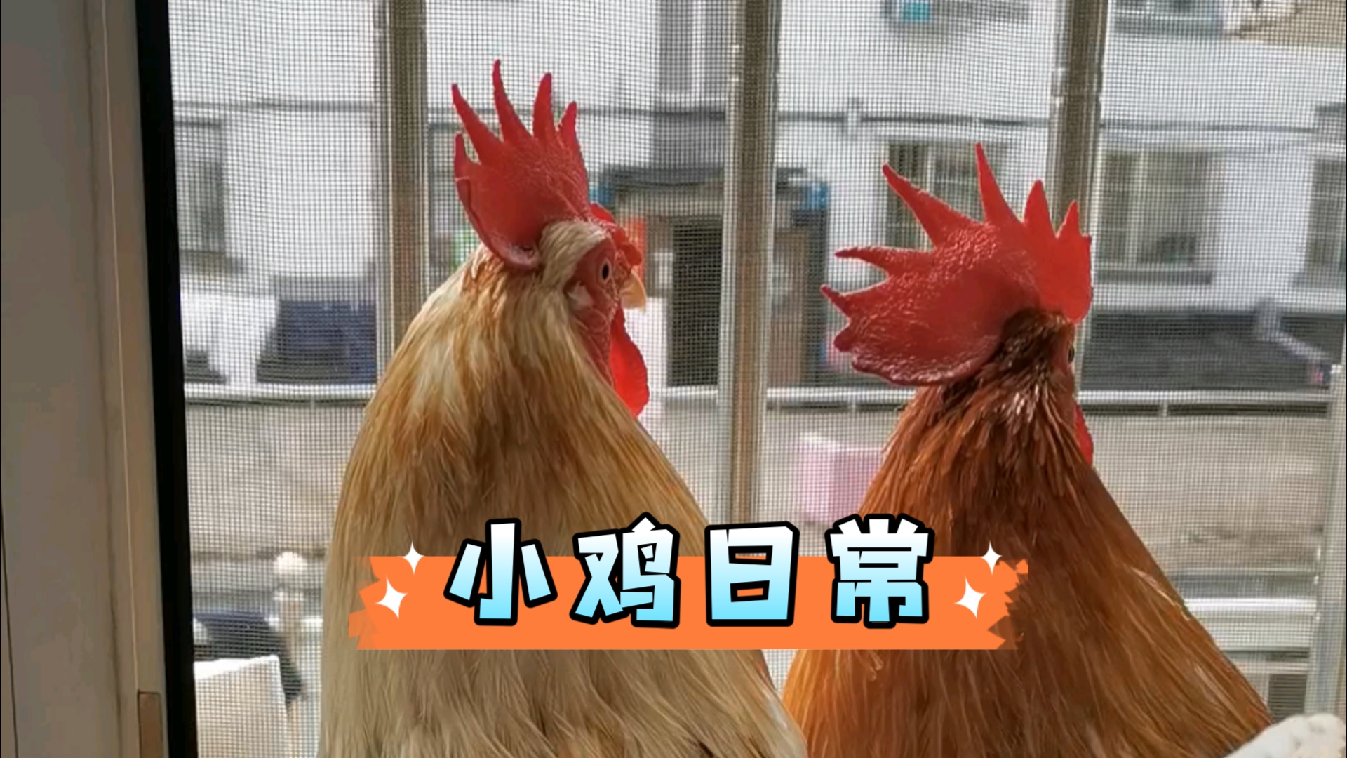 【宠物鸡】背影